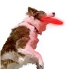 Nite Dawg LED Soft-Disc Hundefrisbee